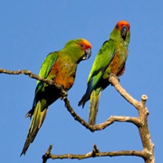 Golden-Capped Parakeet (Aratinga Auricapillus)