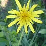 Jack-Go-To-Bed-At-Noon (Tragopogon Pratensis)