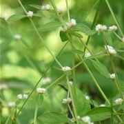 Dwarf Copperleaf (Alternanthera Sessilis)