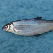Freshwater Whitefish