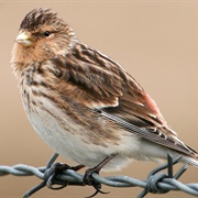 Twite