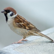 Sparrow