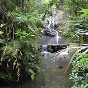 Colo-I-Suva Forest Park, Fiji