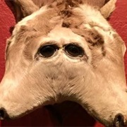 Maxwell Blade's Odditorium and Curiosities Museum