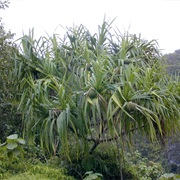 Tahitian Screwpine (Pandanus Tectorius)