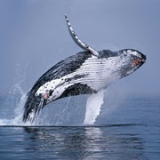 Humpback Whale
