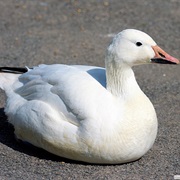 Chen Goose