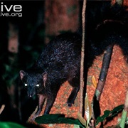 Brown-Tailed Mongoose