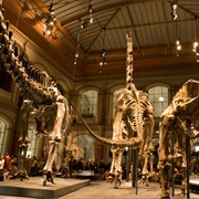 Museum Fur Naturkunde