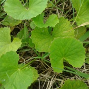 Centella (Centella Asiatica)