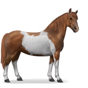 Chincoteague Pony - Chestnut Tobiano