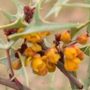 Currant-Of-Texas (Mahonia Trifoliolata)
