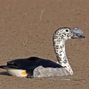 Knob-Billed Duck