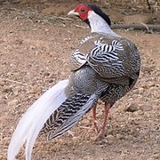 Silver Pheasant