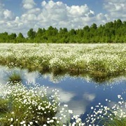 Bourtanger Moor Barger- Veen NP Germany/Holland