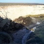 Watching Wildlife in Puerto Madryn, Argentina