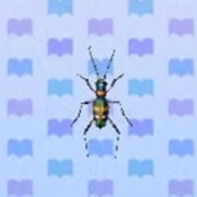 Tiger Beetle