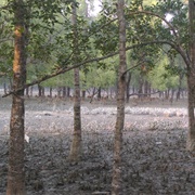 Sundarban-The Mangrove Forrest