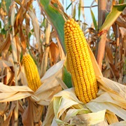Field Corn