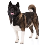 Akita