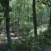 Tombigbee State Park, Mississippi