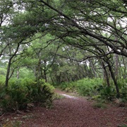 Seminole State Forest, Florida