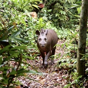 Madidi National Park, Bolivia