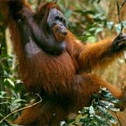 Orangutan