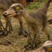 Baby Ornithimimus