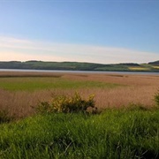 Tay Reedbeds