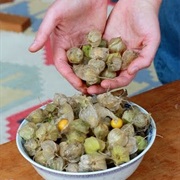 Clammy Groundcherry (Physalis Heterophylla)