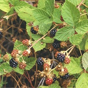 Aberdeen Dewberry (Rubus Depavitus)