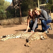 Pet a Cheetah