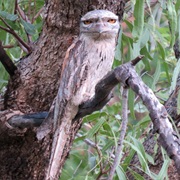 Tawny Frogmouth