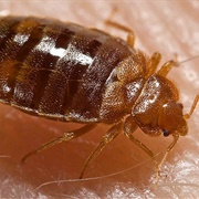Bed Bug