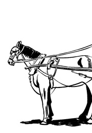 הסייח השחור (אנה סואל)