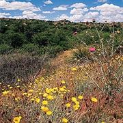 Oracle State Park, Arizona