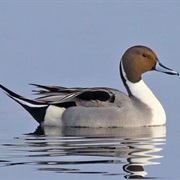 Pintail