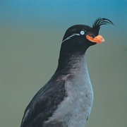 Crested Auklet