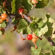 Wax Currant (Ribes Cereum)