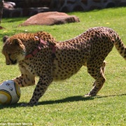Play Soccer With a Cheetah
