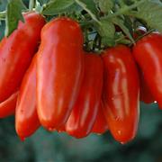 San Marzano Tomato
