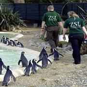 The London Zoo