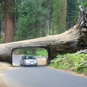 Sequoia National Park