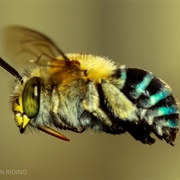 Blue Banded Bee