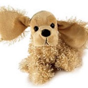 American Cocker Spaniel