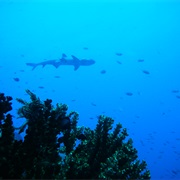 Dive With Sharks