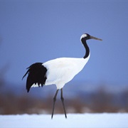 Red-Crowned Crane (China)