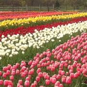 See the Tulips in Holland Michigan