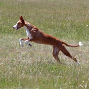 Ibizan Hound